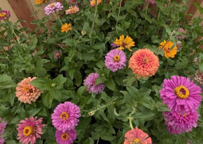 Zinnias